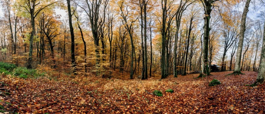 faggeta vetusta del monte cimino, fotografia di paesaggio, panoramica, foto panoramica, soriano nel cimino, luca storri fotografo, autunno, foliage, fotografia d'autunno