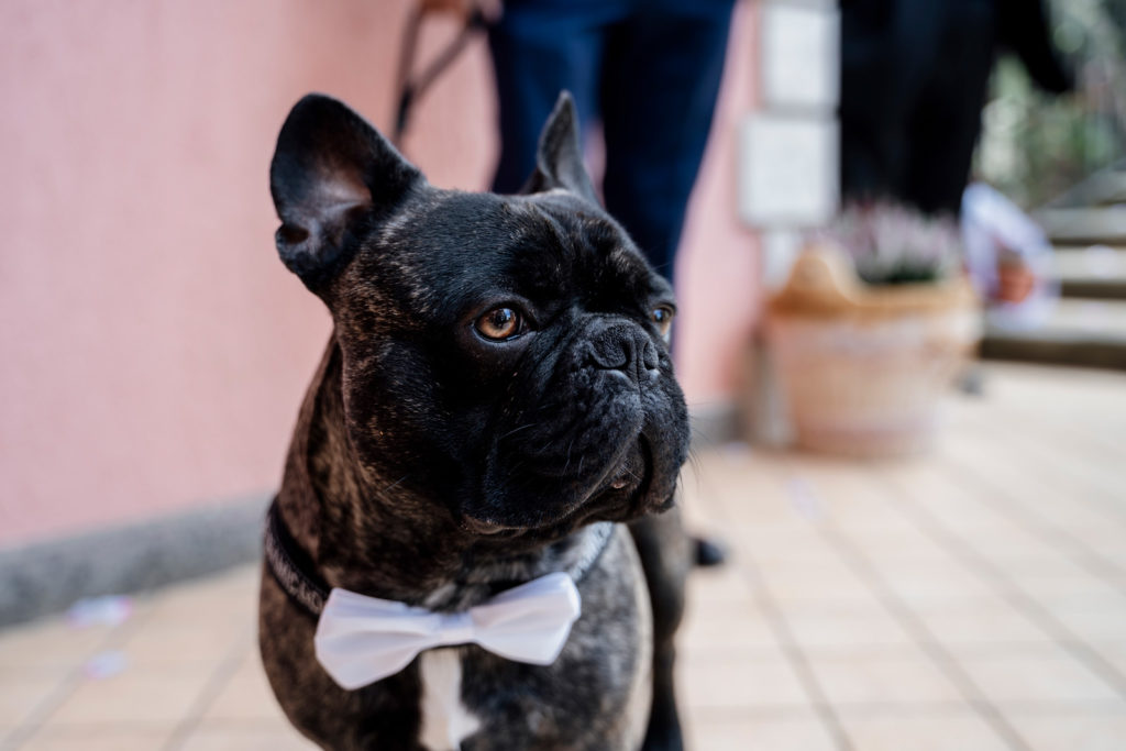 reportage matrimoniale, momento degli sposi, sposarsi al lago, bella venere, ristorante la bella venere, intimità degli sposi, sposarsi, matrimonio, fotografia spontanea, fotografia di reportage, reportage fotografico, fotografo fabrica di roma, fotografo di matrimonio di viterbo, fotografo di matrimonio di roma, sposarsi al tramonto, momenti unici, bacio degli sposi, scambio delle fedi, destination wedding, wedding reportage photography, fotografia di reportage emozionale, fotografia emozionale, emozioni, ballo degli sposi, sguardi degli sposi, sposarsi al lago di vico, lago di vico, gioielli della sposa, vestito della sposa, preparazione sposa, luca storri fotografo, caprarola, sposarsi in natura, no foto in posa, fotografie autentiche, matrimonio autentico, matrimonio spontaneo, matrimonio unico, matrimonio a viterbo, matrimonio a fabrica di roma, matrimonio comune di fabrica di roma, abbraccio degli sposi, brindisi sposi, brindisi amici sposi, torta nuziale, taglio della torta, taglio torta sposi, lancio del bouquet, il germoglio, composizione floreale